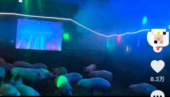 95后养猪人放DJ音乐给猪听 回应称猪听了变活泼(图2) 游民星空