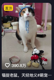 现在互联网上最火的猫，从“耄耋”变成了“萝卜纸巾猫”