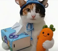 现在互联网上最火的猫，从“耄耋”变成了“萝卜纸巾猫”