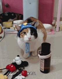 现在互联网上最火的猫，从“耄耋”变成了“萝卜纸巾猫”