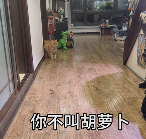 现在互联网上最火的猫，从“耄耋”变成了“萝卜纸巾猫”