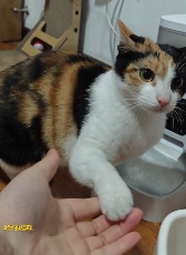 现在互联网上最火的猫，从“耄耋”变成了“萝卜纸巾猫”