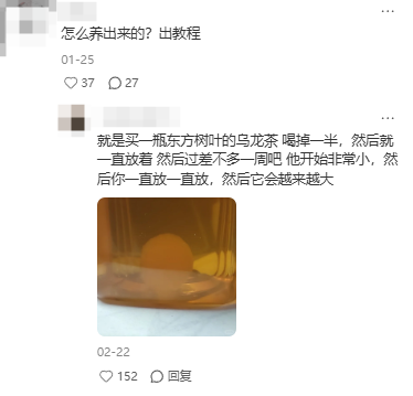 东方树叶变质长出的茶菌，怎么就成为了超越哈基米的宠物界顶流？