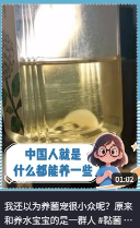 东方树叶变质长出的茶菌，怎么就成为了超越哈基米的宠物界顶流？