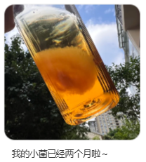 东方树叶变质长出的茶菌，怎么就成为了超越哈基米的宠物界顶流？