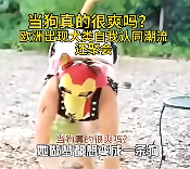 在大街上当狗的外国人，真的有了犬类自我认同？