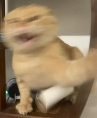 跟着圆头耄耋学跳舞,是日本美少女成为神人的必修课(图7) 跟着圆头耄耋学跳舞,是日本美少女成为神人的必修课