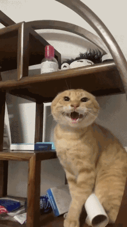 跟着圆头耄耋学跳舞,是日本美少女成为神人的必修课(图8) 跟着圆头耄耋学跳舞,是日本美少女成为神人的必修课