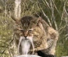 跟着圆头耄耋学跳舞,是日本美少女成为神人的必修课(图9) 跟着圆头耄耋学跳舞,是日本美少女成为神人的必修课