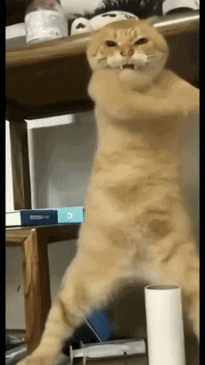 跟着圆头耄耋学跳舞,是日本美少女成为神人的必修课(图10) 跟着圆头耄耋学跳舞,是日本美少女成为神人的必修课