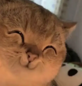 再度翻红的乌兰图雅,成了新的网络抽象圣体(图2) 再度翻红的乌兰图雅,成了新的网络抽象圣体