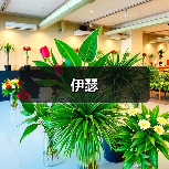 伊瑟（图4）