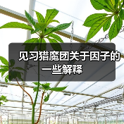 见习猎魔团关于因子的一些解释(图3) 见习猎魔团关于因子的一些解释(图3)