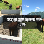 见习猎魔团萌新宝宝看过来（图2）