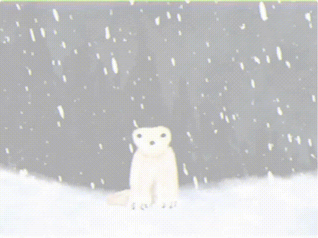 一张AI生成的北极熊图片，竟然预言了三年后的网络恐怖(图12)