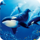 虎鲸模拟器官方版(The Killer Whale) v1.2.5安卓版